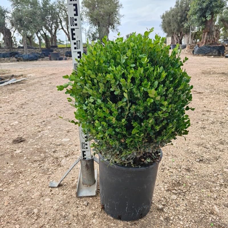 Pianta Bosso a Palla