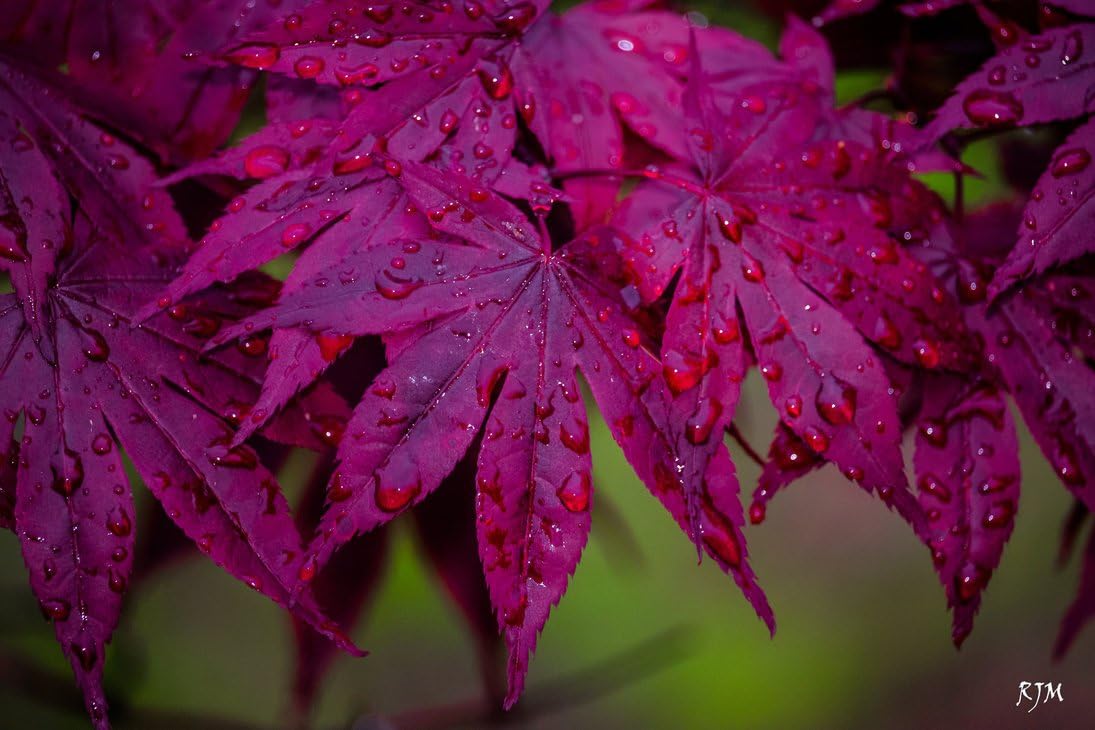BLOODGOOD Japanese Maple - Acer palmatum 'Bloodgood' - Beautiful Maroon RED Leaves - 4 - Year Plant