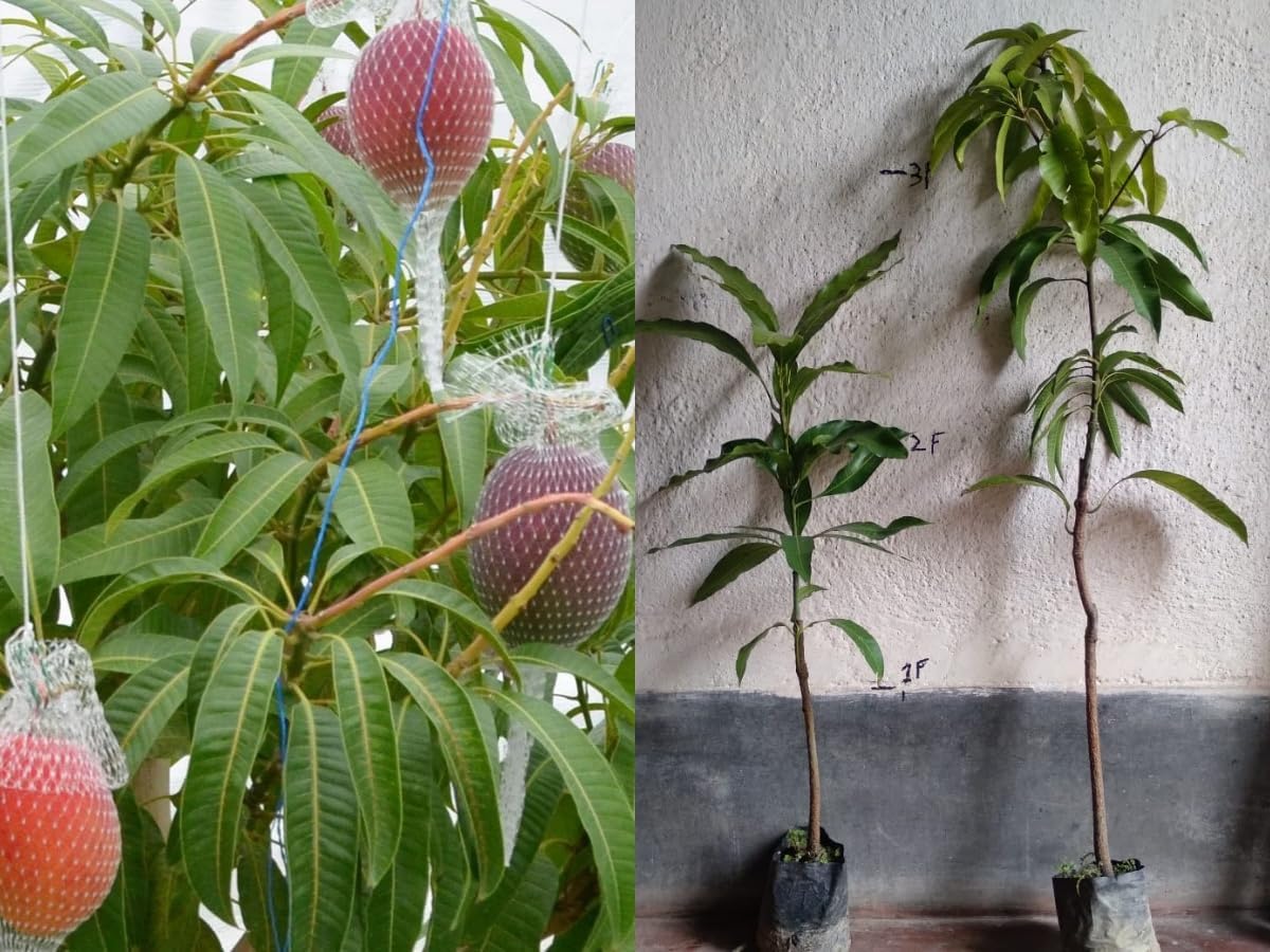 DIARAA ORIGINAL JAPANESE MIYAZAKI MANGO fruit plant (2-3 Feet) | Grafted Hybrid Mango Plant | Miyazaki mango plant in Bag | Mango fruit plant | miyazaki mango plant original grafted | Pack of 1