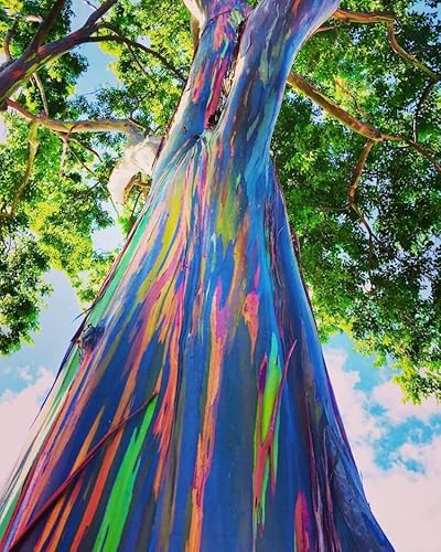 1-1000pcs Rainbow Eucalyptus Tree Seeds Indonesian Gum Mindanao Binacag Sarassa 0128 (25+ Seeds)