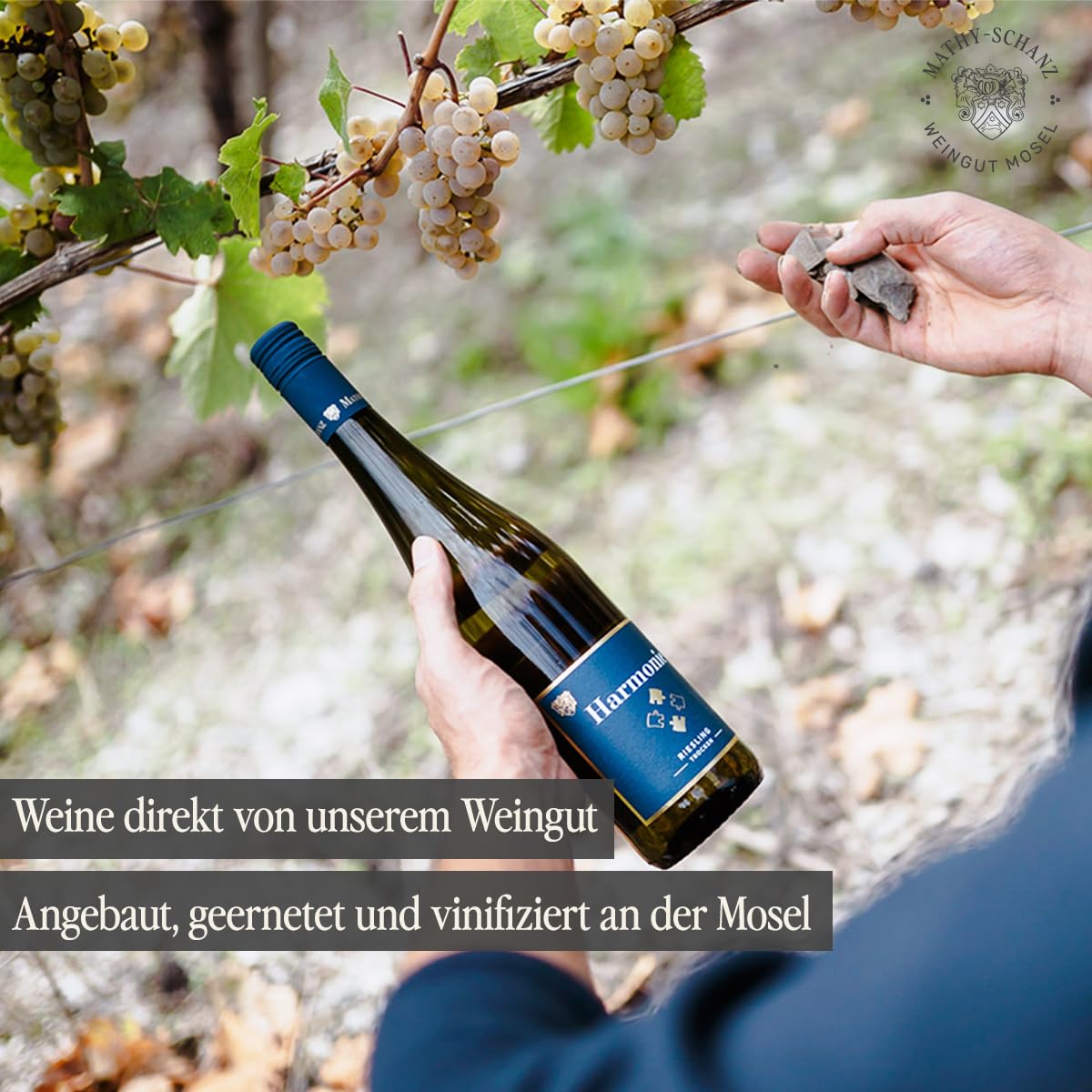 Weingut Mathy-Schanz - Riesling Trocken Harmonie (6 x 0,75l)
