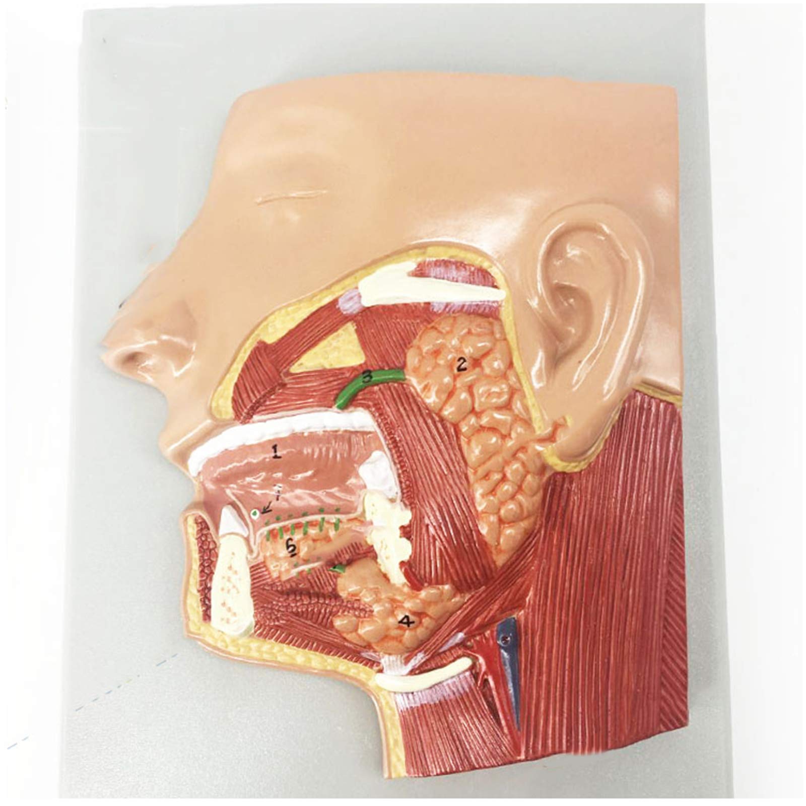 sjdoPulse Anatomical Model of The Sagittal Section of The Head - Anatomy Head Sagittal Section Model - Medical Anatomical Facial Structure Model - for Medical Teaching Demonstrations (A)