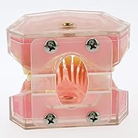 Vista 6 de Dental Demonstration Teeth Model - Standard Study Teaching Dental Mode with All Removable Teeth #4004 Silica Gel Material Soft and Bendable Teeth