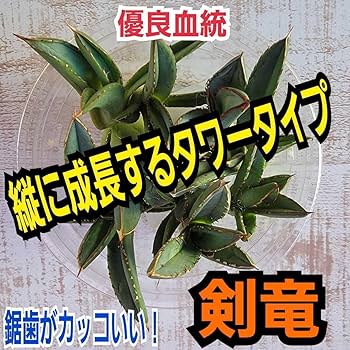 アガベ チタノタ 才ア八力実生A5/超強鋸歯/発根済み /プツプツ 強棘OC株 アガベ チタノタ 才ア八力実生A5/超強鋸歯/発根済み /プツプツ
