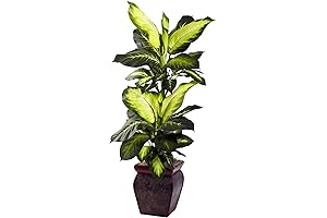 Nearly Natural Dieffenbachia with Decorative Planter Artificial Trees, 45in, Green, Golden