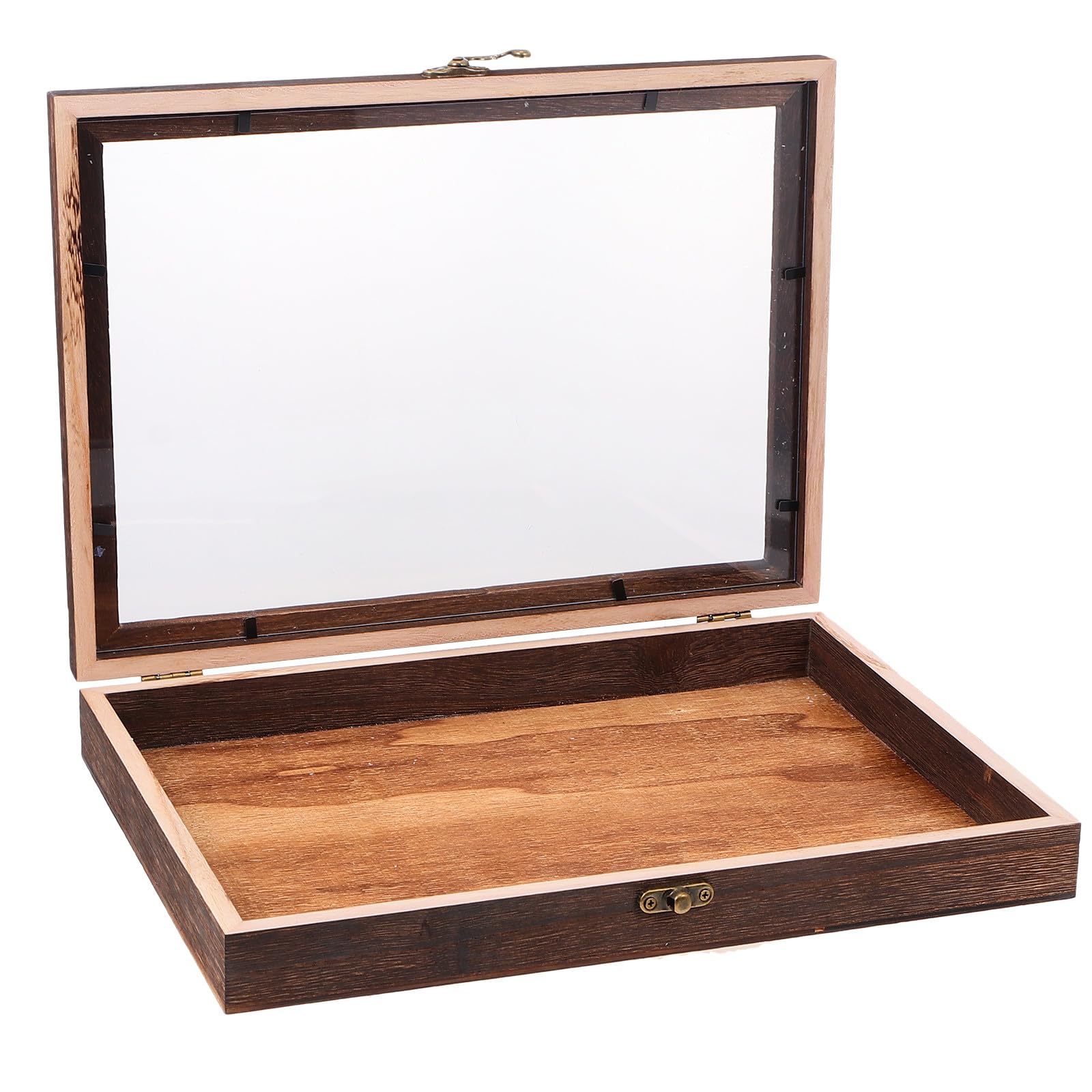 Caja de Exhibición Tipo Concha de Madera de Paulownia Carbono 31X22X4 CM Tapa Vitrina Visible para Mostrar Mariposas y Plantas Caja de Almacenamiento para Hogar 1 Unidad