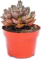 Vista 6 de Planta suculenta Echeveria viva - Suculenta Echeveria de 4 pulgadas con raíces completas (Echeveria Benitsukasa)