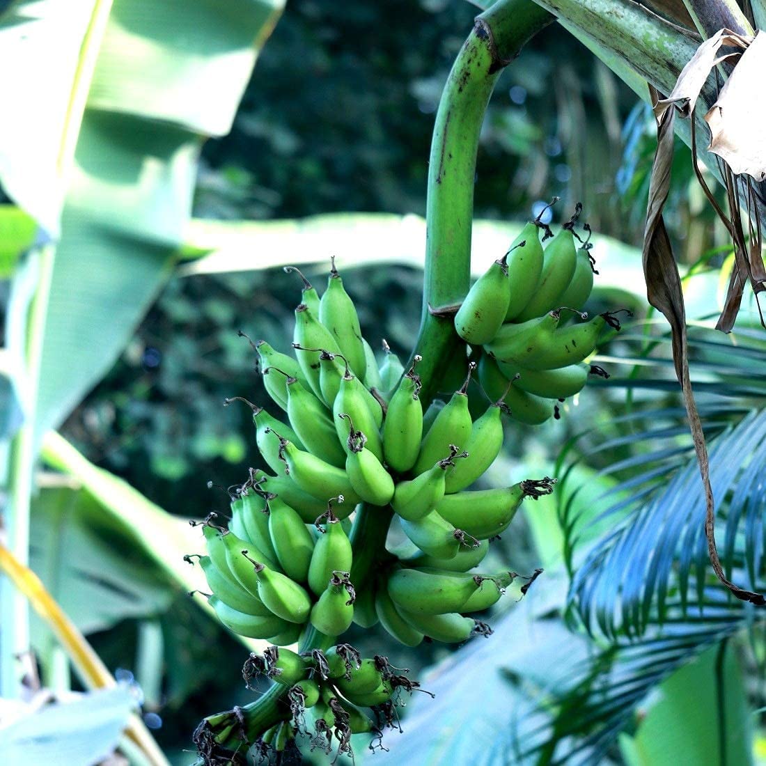 Plant Nursery Online Banana Chakkarakeli Plants (Pack of 2) - Banana Live Plant for garden with pot (B098P747PR) Amazon Price History, Amazon Price Tracker