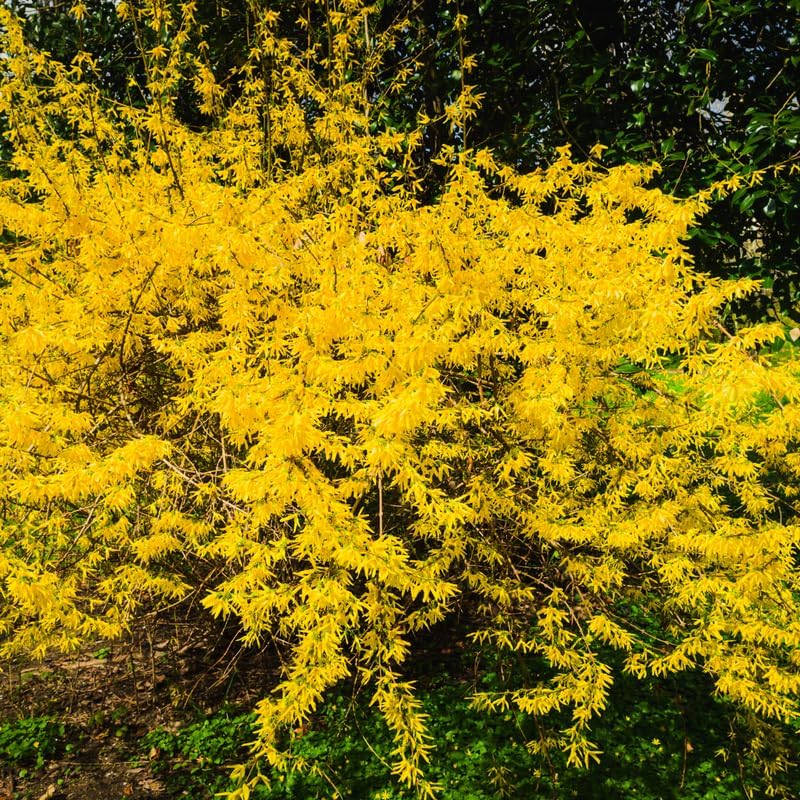 2 Lynwood Gold Forsythia Plants Live for Planting 6 to 12 Inc Tall 4 in Pot, Yellow Forsythia Bushes Live Plants