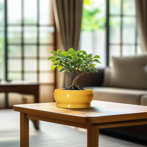 Miniatura 8 de Macetas para suculentas con orificio de drenaje, macetas de cerámica para bonsái de 6 pulgadas para interiores y exteriores, maceta poco profunda