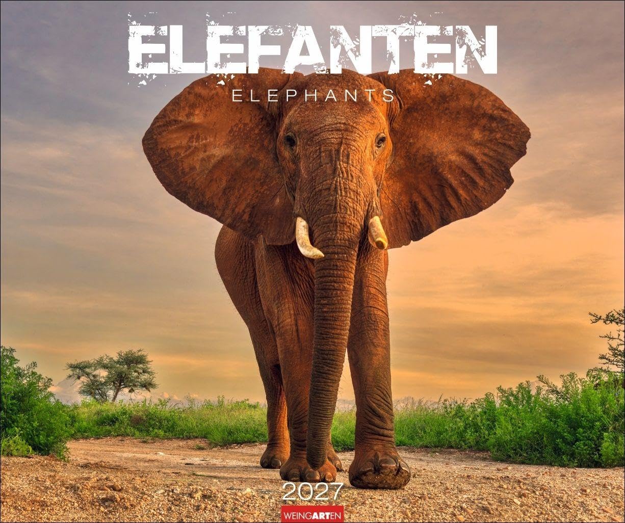Elefanten Kalender 2027: Die sanften Riesen Afrikas, porträtiert in einem großen Wand-Kalender. Hochwertiger Fotokalender voll beeindruckender Aufnahmen. 55 x 46 cm Querformat
