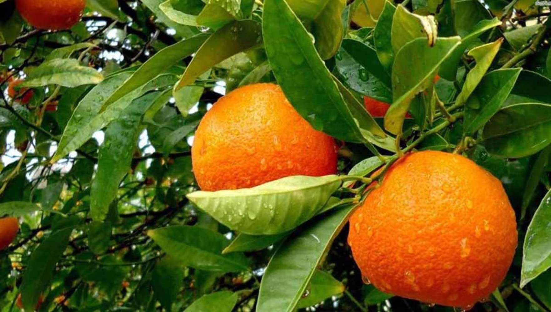 GLOBAL GREEN - Vietnam Sweet Malta All time variety Grafted Live Fruit Plant (pack of 1) height 2 Ft (B09RQXJSF6) Amazon Price History, Amazon Price Tracker