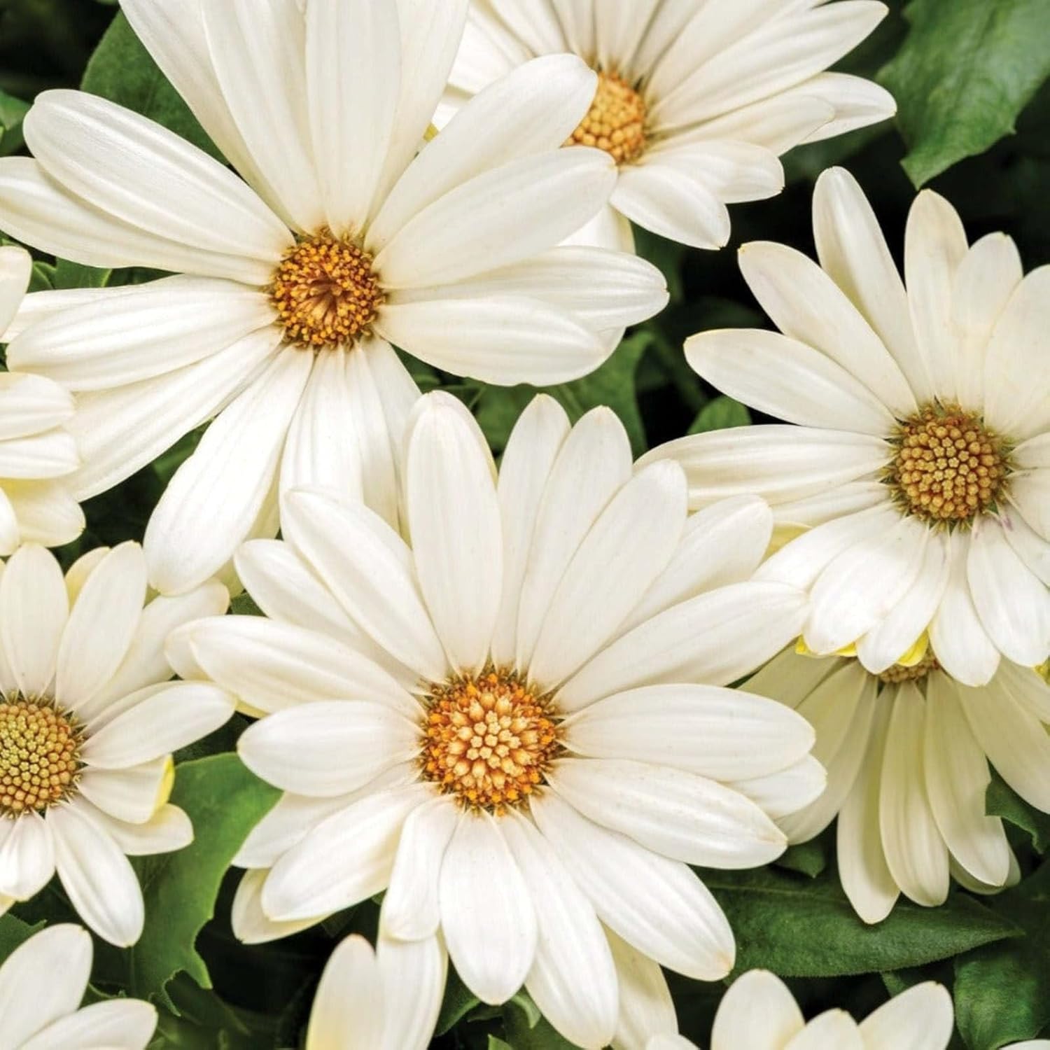 Proven Winners Bright Lights White African Daisy (Osteospermum) Live Plant, Eco+ Grande, 4 Pack