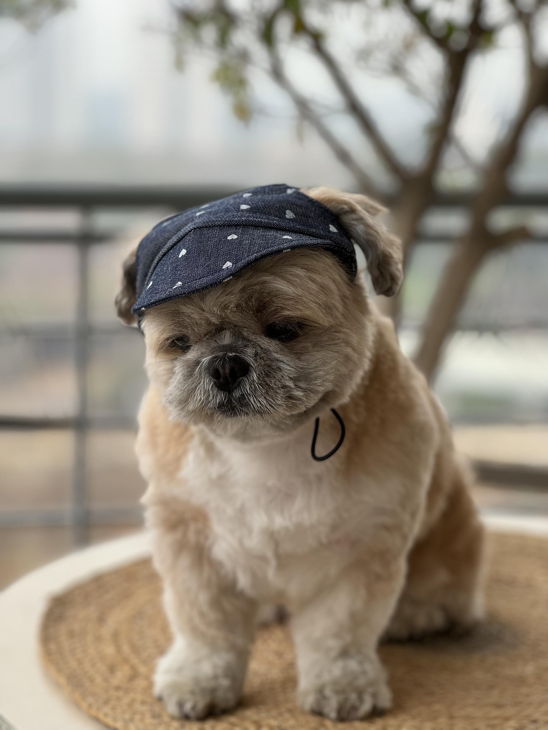Pawgy Pets Dog Cap Hearty Denim (Medium) (B0D41KLMMW) Amazon Price History, Amazon Price Tracker