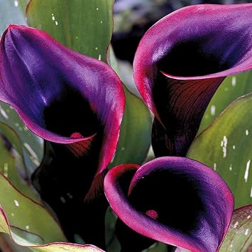 Calla Lily Bulbs.Strong Plants That Grow Well Mix Golden Jade Carving Feels Beautiful.NVNJHJN.-6 Bulbs-B
