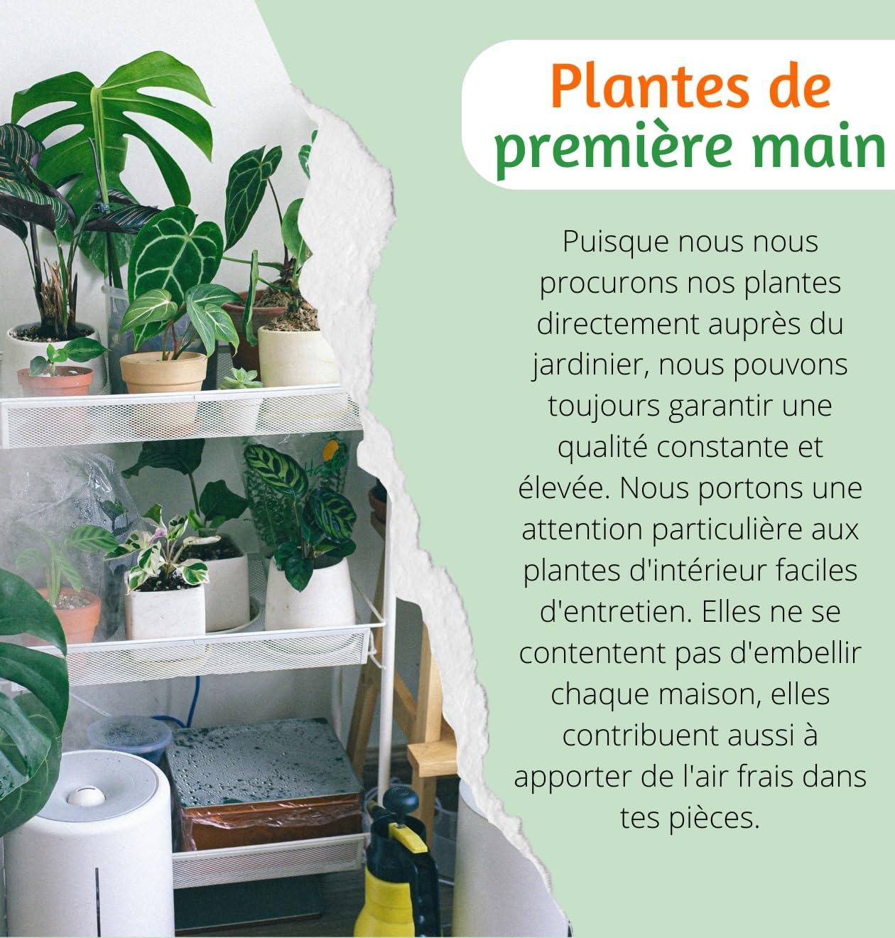 Lot de 4 plantes “Pet Friendly”, +/- 30–60 cm, ø 12–15 cm pot, Palmier d’intérieur, Bananier, Arbre à monnaie, Calathea, non toxique & sans danger pour les animaux