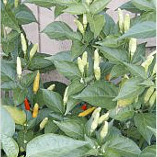 Tabasco - Semillas de pimientos picantes (Greenleaf) (más de 20 semillas) Sin OGM Semillas de flores de hierbas y frutas vegetales para plantar Tabasco - Semillas de pimientos picantes (Greenleaf) (más de 20 semillas) Sin OGM Semillas de flores de hierbas y frutas vegetales para plantar