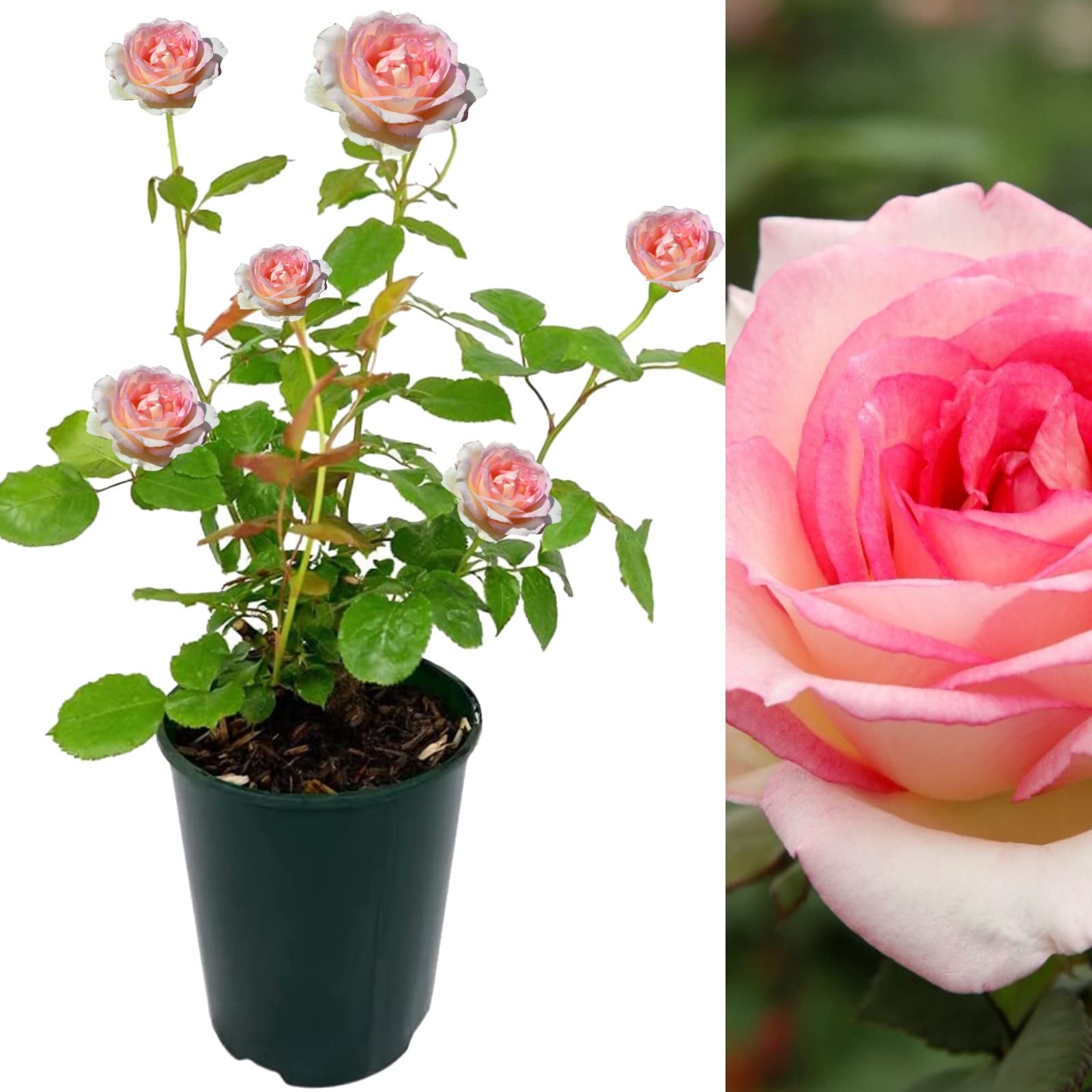 Carbeth Plants Rose Bush Souvenir de Baden - Floribunda Pink 3L Pot (1)