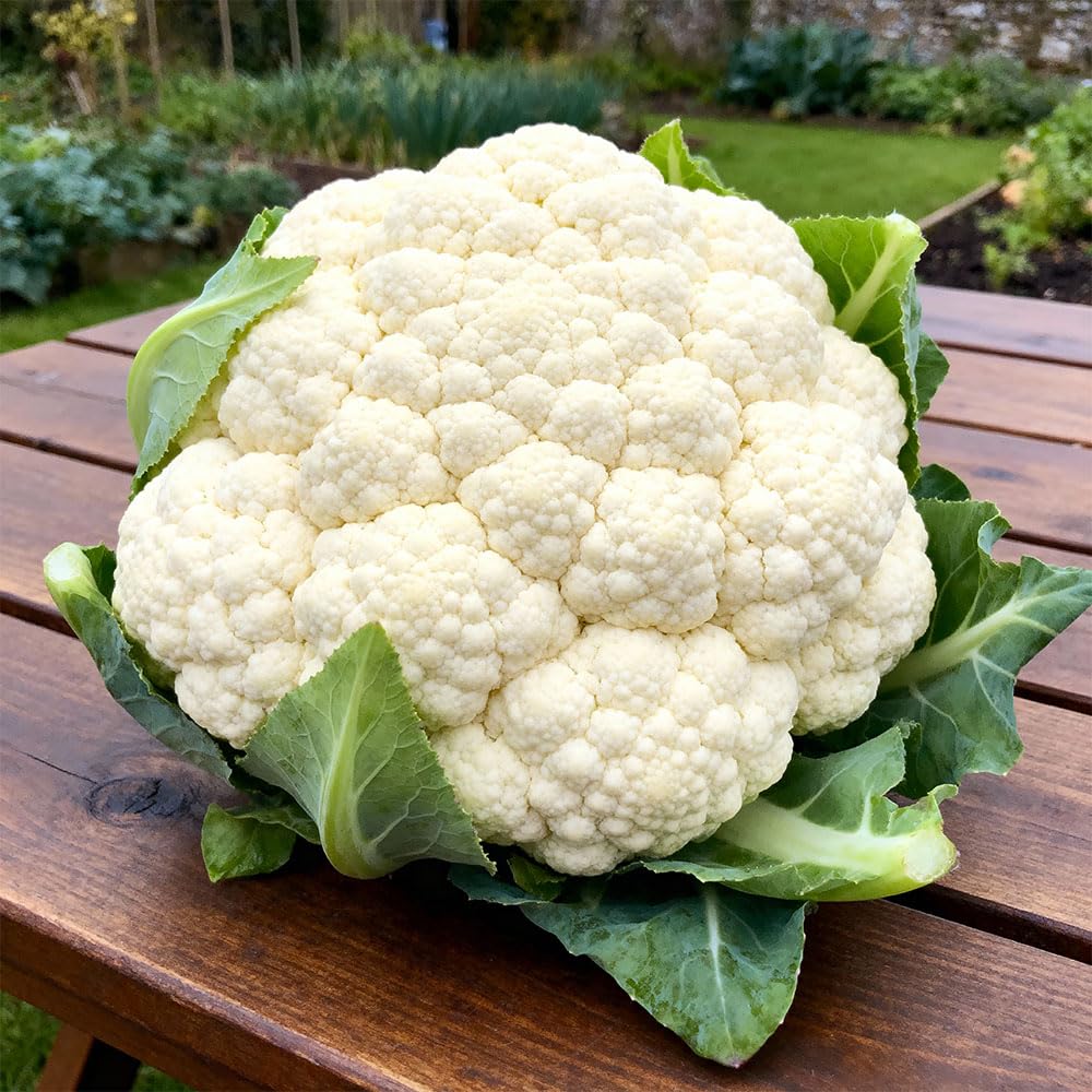 Cauliflower Tulio F1 Seeds – Delicious, Rare, White Romano Type – for Your Beautiful Kitchen Garden