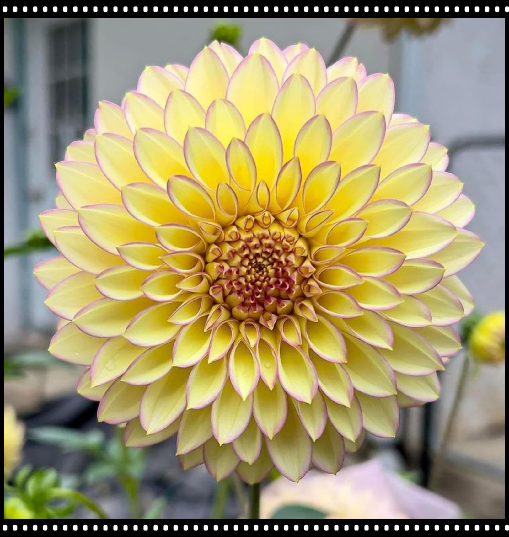 Dahlie—Verströmen einen zarten Duft — Pflegeleicht— Ideal zur Gartengestaltung-10 Wurzeln-G