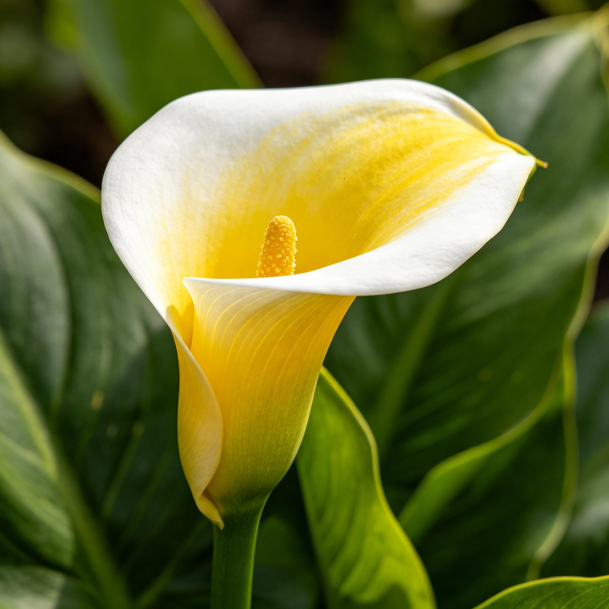 Hardy Perennial Calla Lily Plants UK,Excellent Display Bulbs Mixed-2bulbs -h