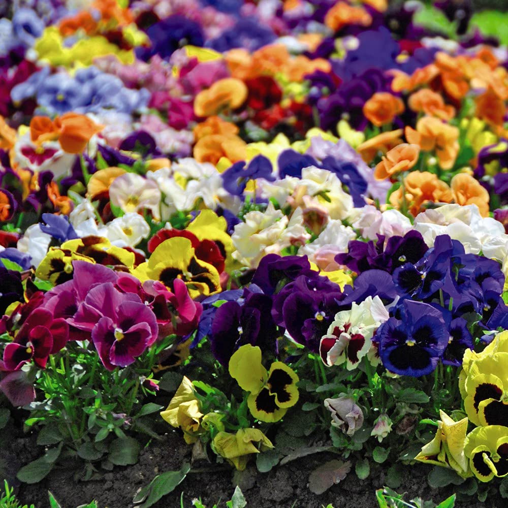 Pansy ‘Matrix Mix’ Viola x wittrockiana Hardy Perennial Flowering Garden Plants for Patio or Cottage Gardens12x Plugs by Thompson and Morgan (12)