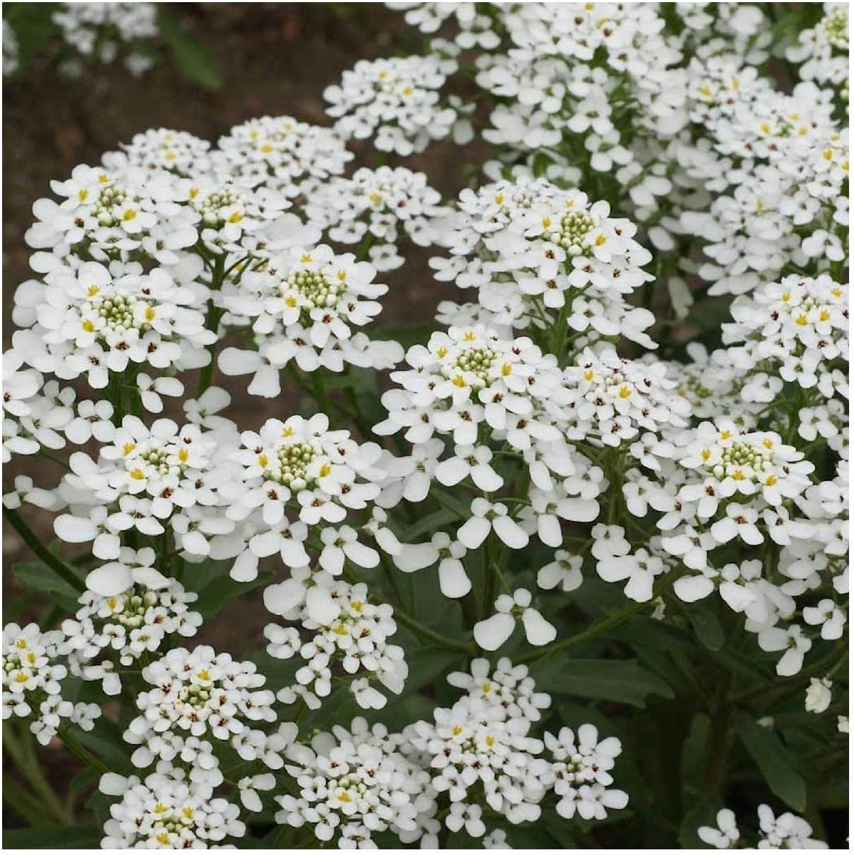 Everwilde Farms - 1 Lb Empress Rocket Candytuft Wildflower Seeds - Gold Vault