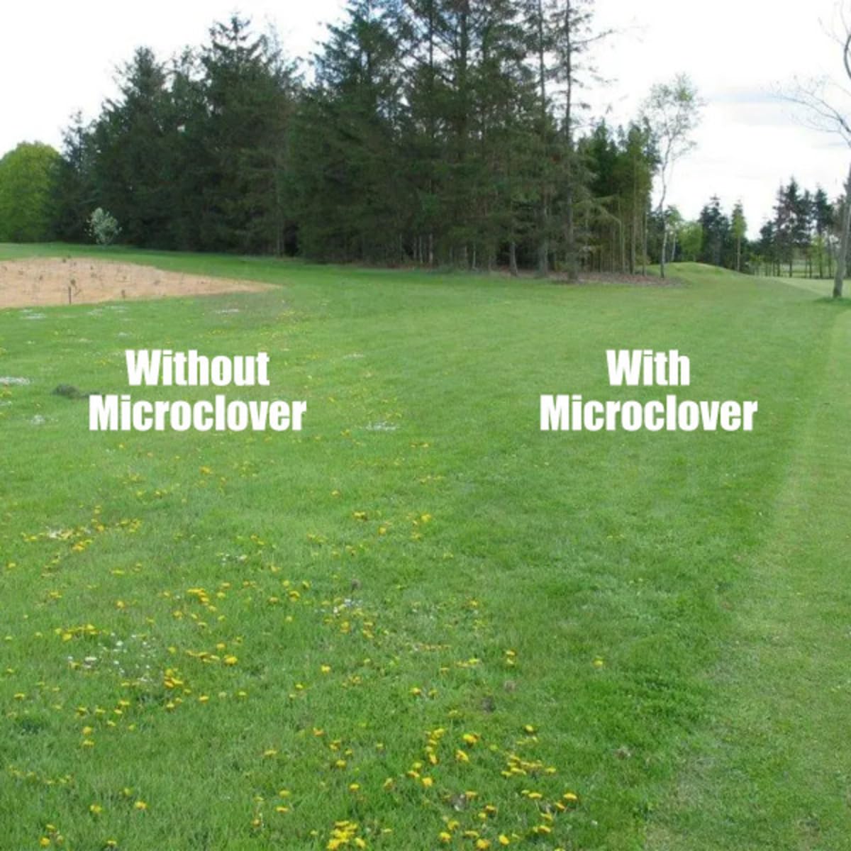 Trawnik Microclover - 100 G - 50 M2 - Wyższa tolerancja na ruch pieszy - Niskie wymagania pielęgnacyjne - Wzbogaca glebę - Naturalny środek chwastobójczy - Organizator
