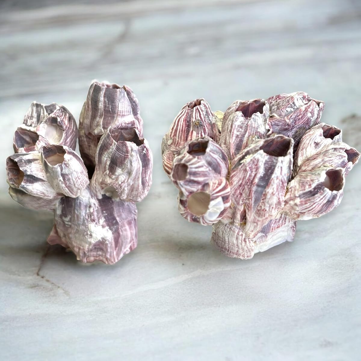 Percebes reales para acuarios de agua salada, decoración de peceras, 3 a 5 pulgadas | Racimo de percebes morados para adornos y decoración de acuarios, accesorios para peceras y decoración náutica