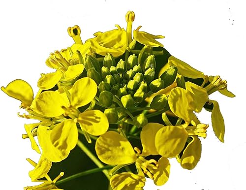 Miniatura 6 de Semillas de mostaza amarilla vegetal sin OMG para plantar 500 semillas