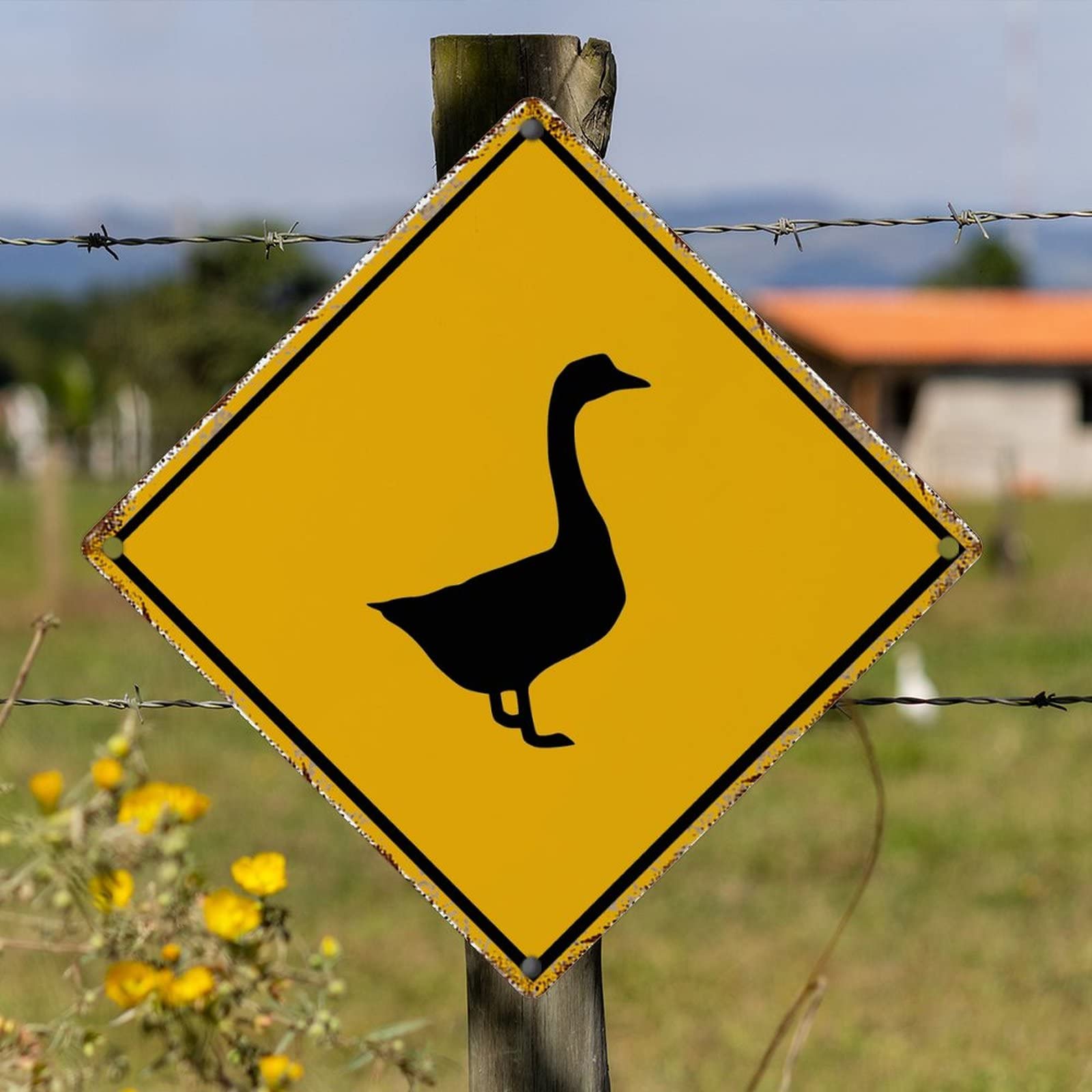 Les Contes De La Chouette - Le Chaton Qui Avait Peur De Tout
