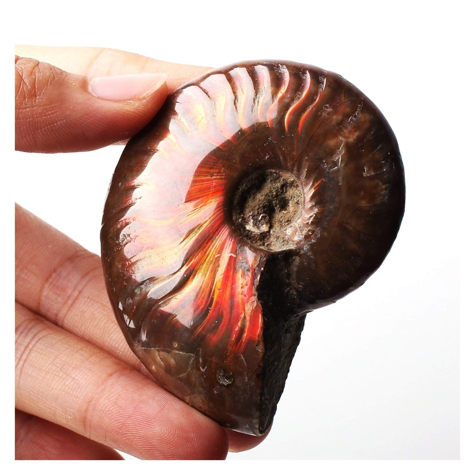 小物1 アンモナイト化石 赤褐色 小物1 アンモナイト化石 赤褐色