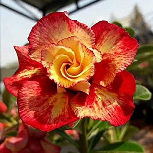 CHUXAY GARDEN Semilla de rosa del desierto roja y naranja Adenium Obesum 4 semillas de flores perennes hermosas plantas en maceta hermosas flores