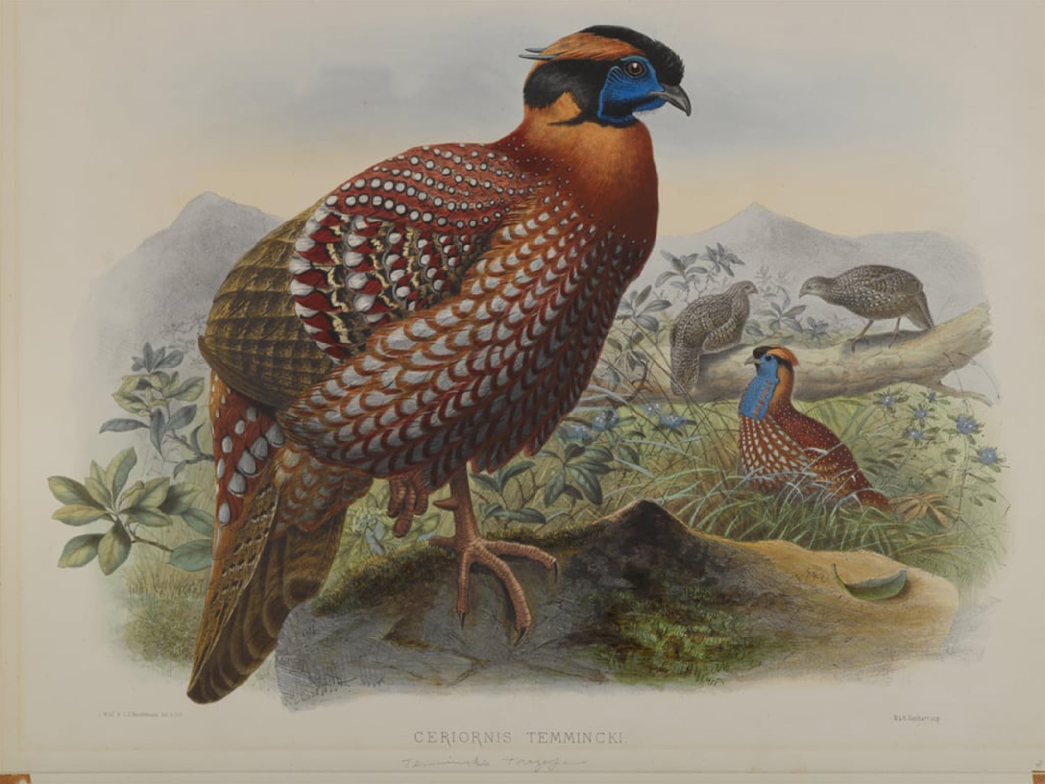 POSTERIIk Famous Print Pop Art Wall Art Graffiti Animal Bird Ceriornis Temminkii Temmincks Trazapan by John Gould Art Prints for Home Decor 60x90cm