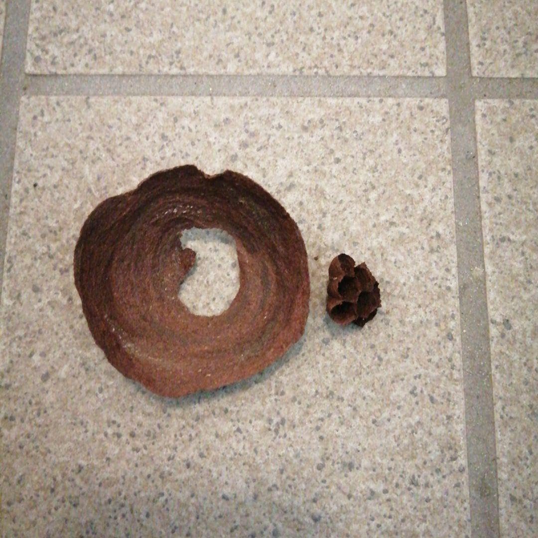 スズメバチの巣（本物） 【公式通販】