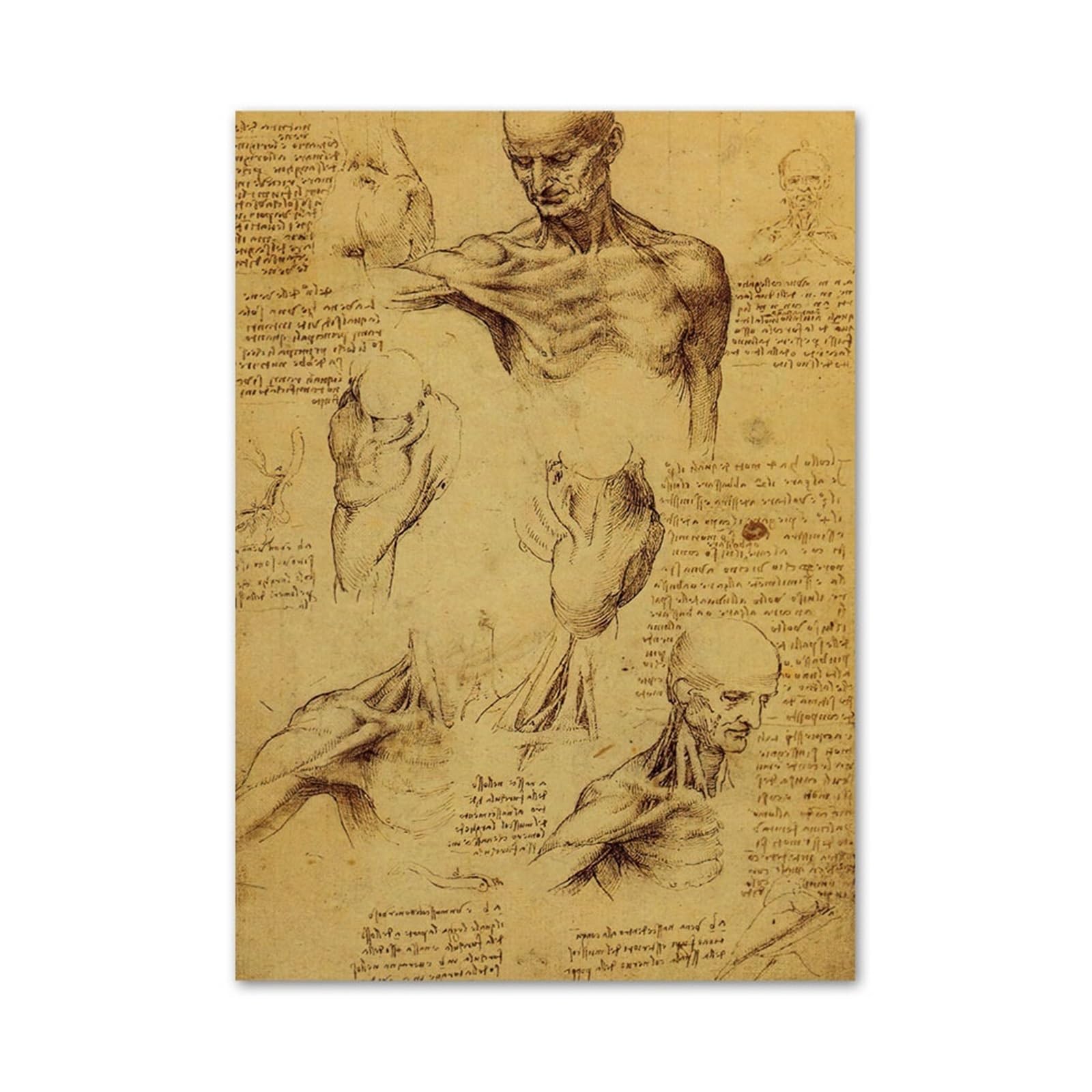 Peinture manuscrit d'anatomie de qualité supérieure pour décoration de bureau