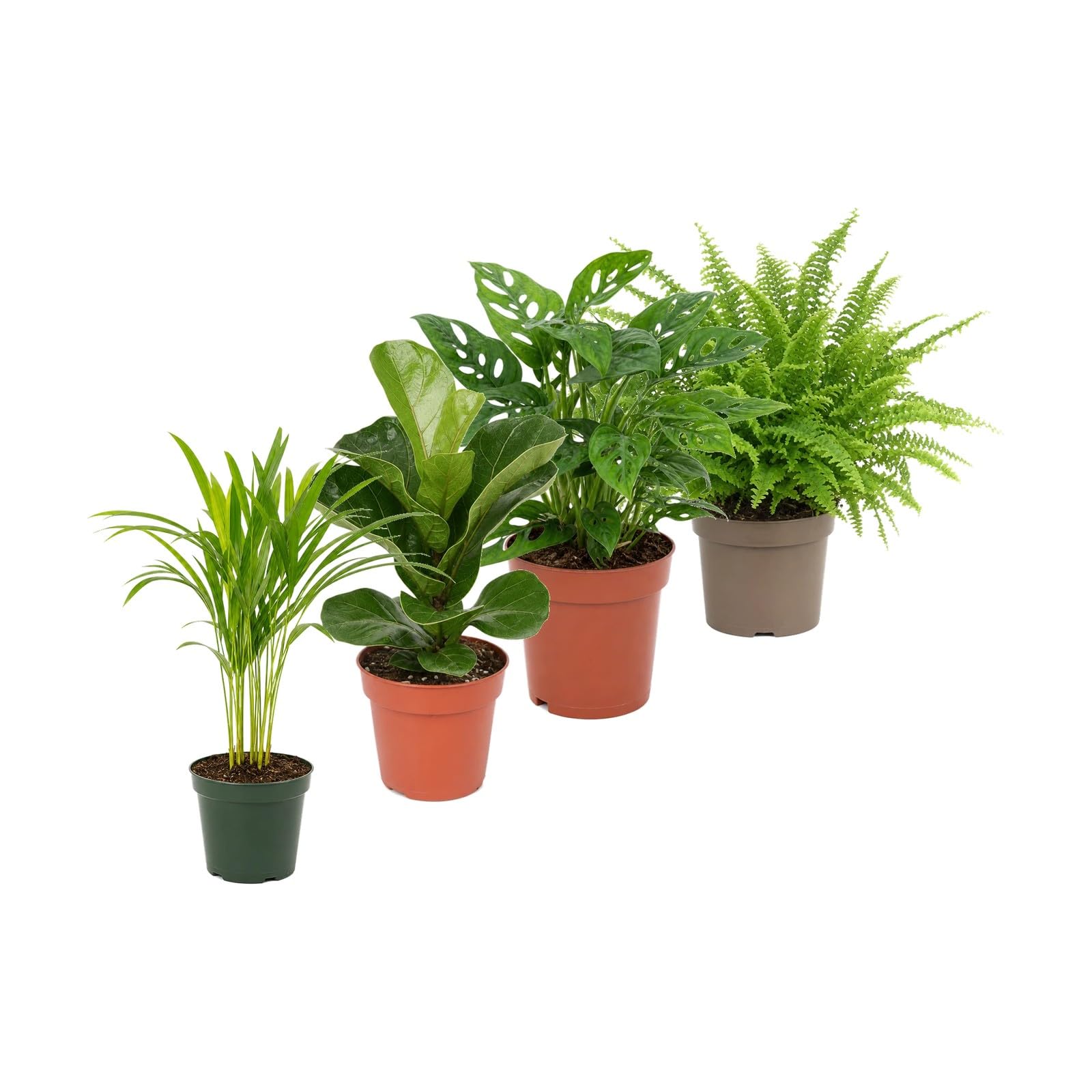 DECOALIVE Pack 4 Plantas de Interior: Nuevos Amantes de las Plantas