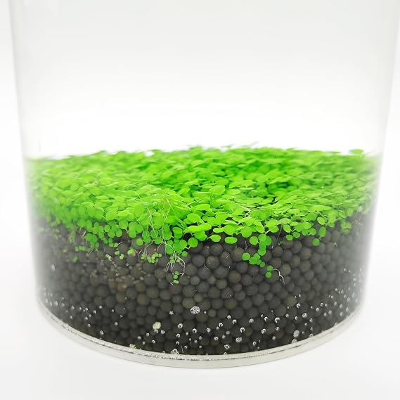 FixtureDisplays Eco-Container Acrylic Cylinder Fish Tank with Small Removable Lip 15703