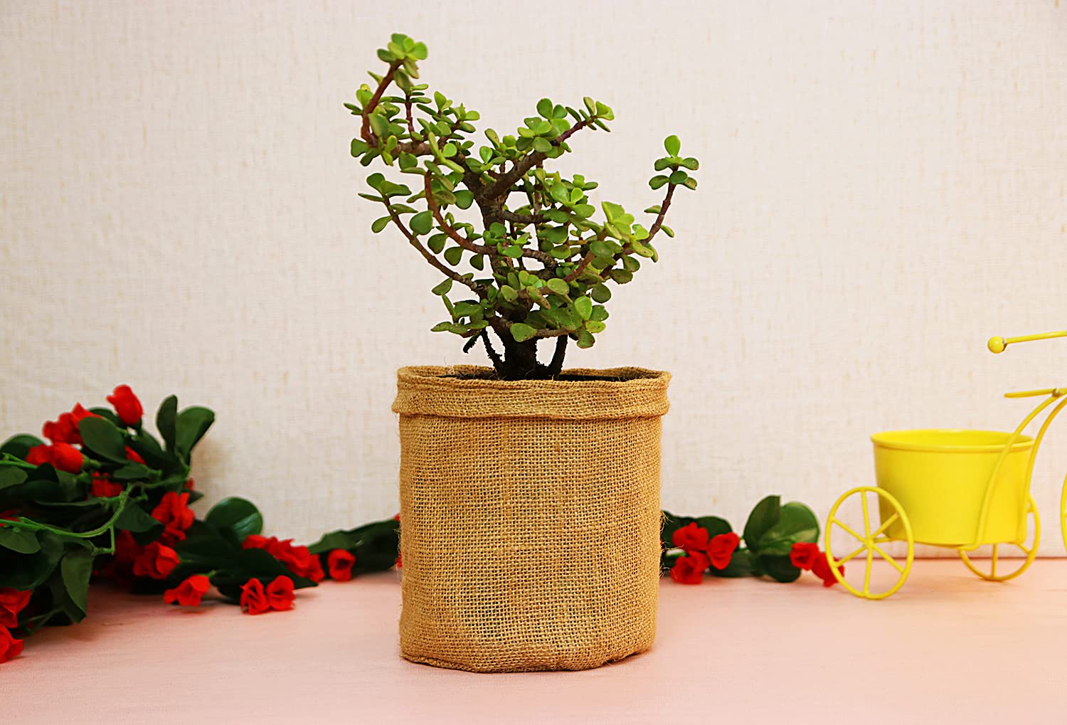 Leafy Tales Jade plant in Jute Bag Plant Wrap, Festival Collection (B09GJZY5PF) Amazon Price History, Amazon Price Tracker