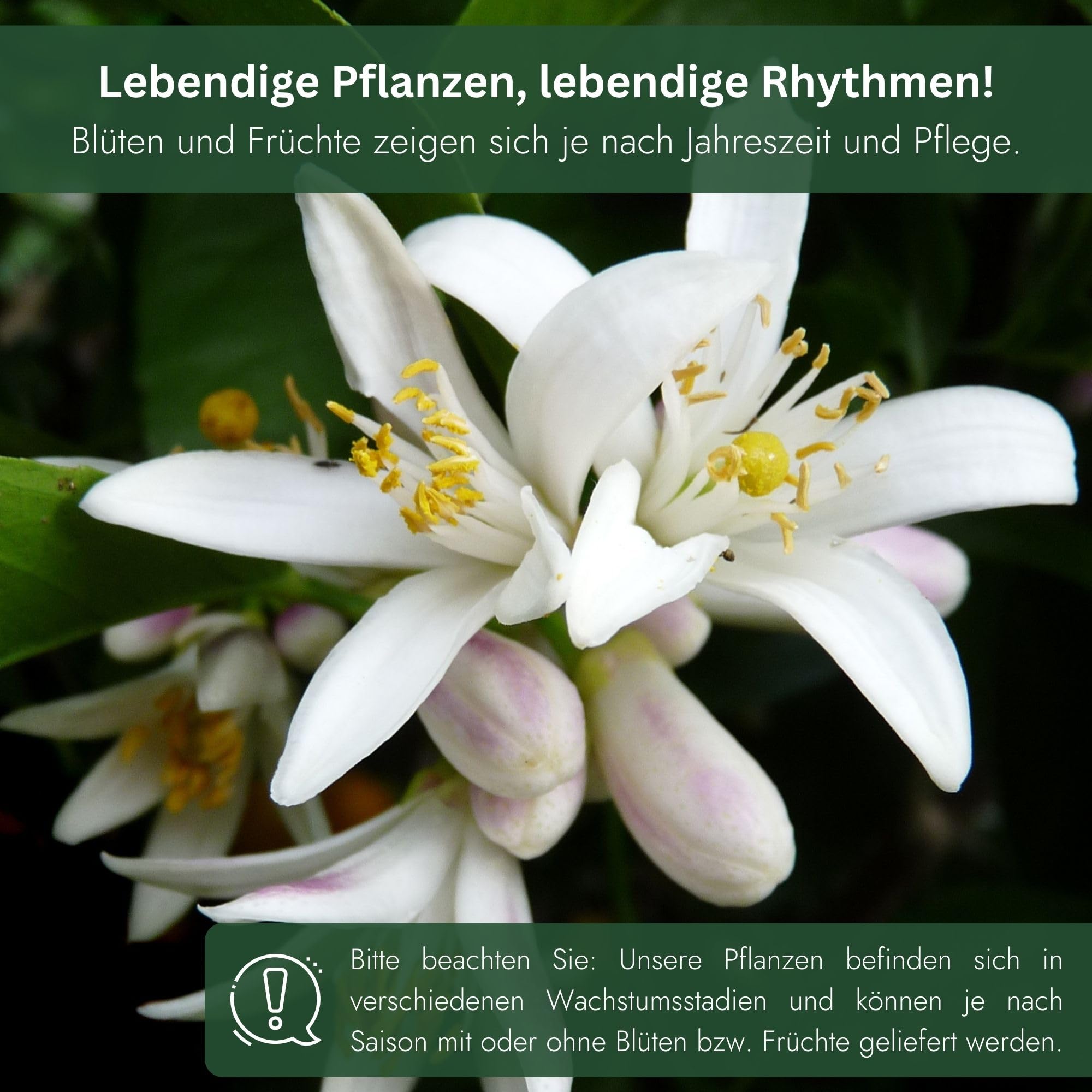 Meine Orangerie Limettenbaum Citrus Latifolia – Tahiti Limette - persische Limette - fruchtreife Zitruspflanze mit essbaren Limetten – Mediterranes Flair für Garten, Terrasse oder Balkon
