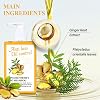 Ginger Shampoo Ginger Strengthening Shampoo Anti Hair Loss and Oil Control Coconut Oil Formula Reduces Hair Loss Deep Cleanses and Revitalises Scalp Daily Use for Men and