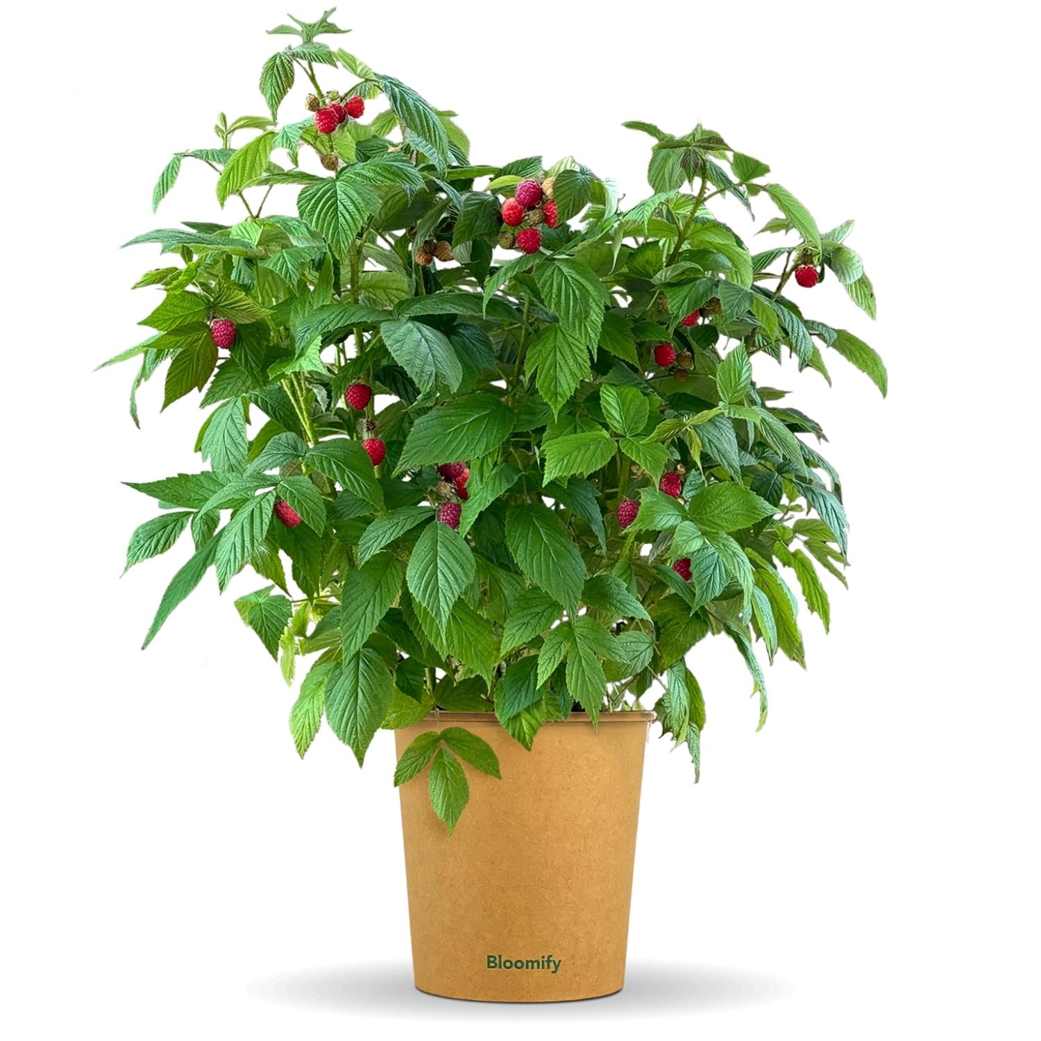 Bloomify® rote Bio Balkon-Himbeerpflanze "Heidi" | 60 bis 80 cm großer ertragreicher Himbeerstrauch | winterharte und pflegeleichte Himbeere für Balkon oder Terrasse | süße, leckere Früchte