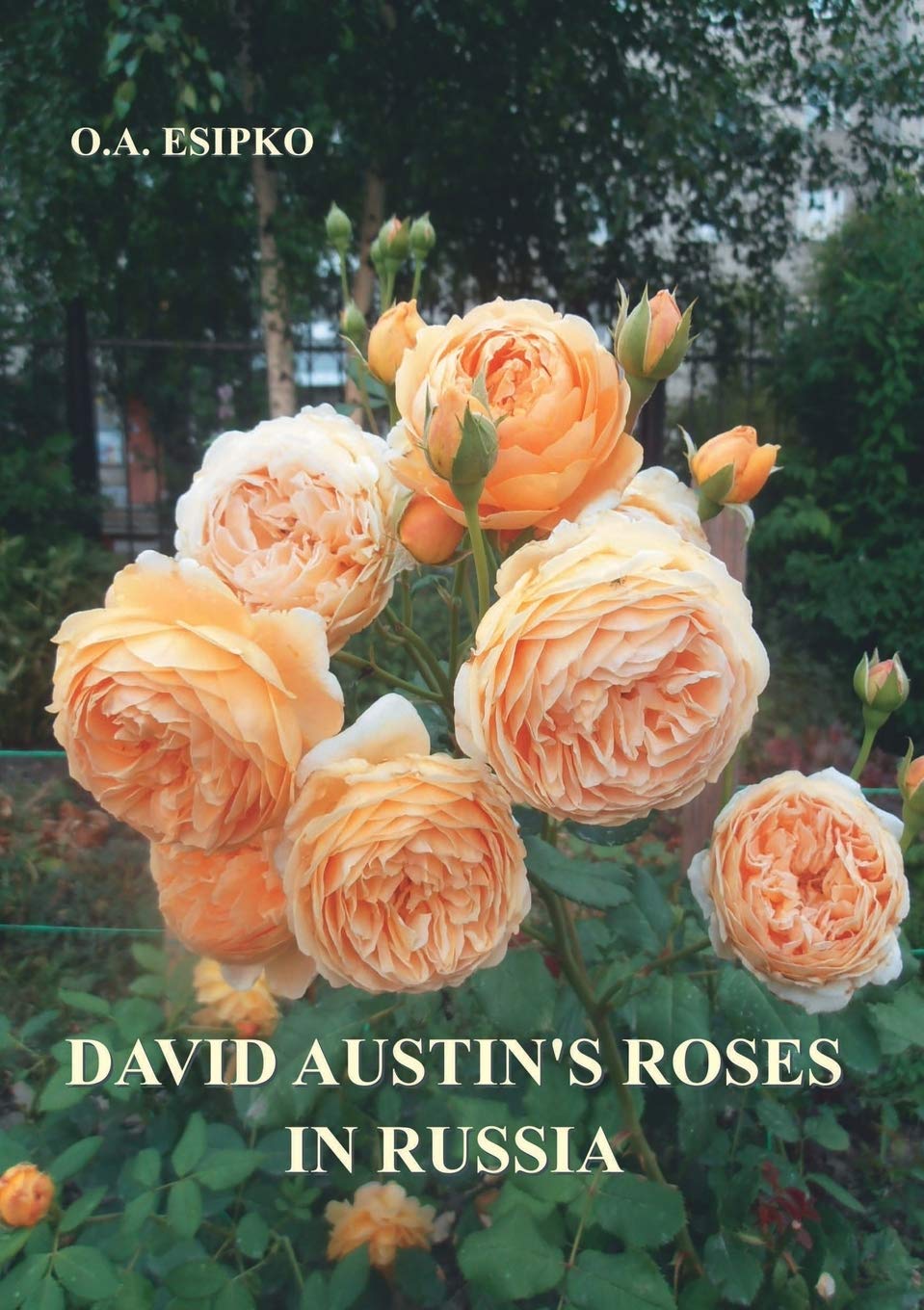 David Austin's Roses in Russia
