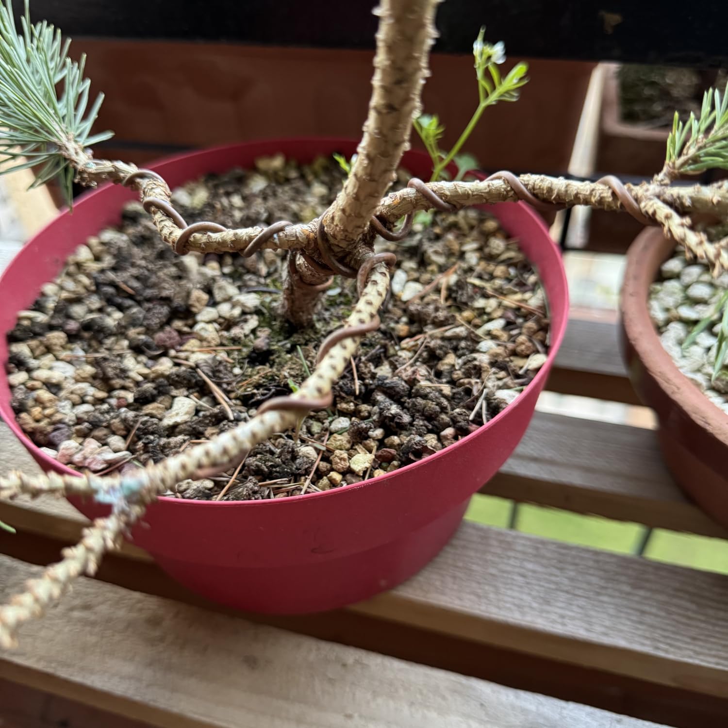 ULISSE® BonsaiPro Aluminium Optima - Filo per Bonsai Brunito - Modellabile e Resistente - Vari Diametri - 500g - per Modellare e Correggere la Forma dei Rami - Attrezzi Bonsai Professionali (5,5 mm)