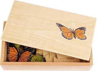 TimeTEX - Lebenszyklus eines Schmetterlings | In Holzbox "Montessori Premium" | Zur Veranschaulichung des Entwicklungsprozesses eines Schmetterlings| Maße der Holzbox: 23,1x12,1x5,6 cm