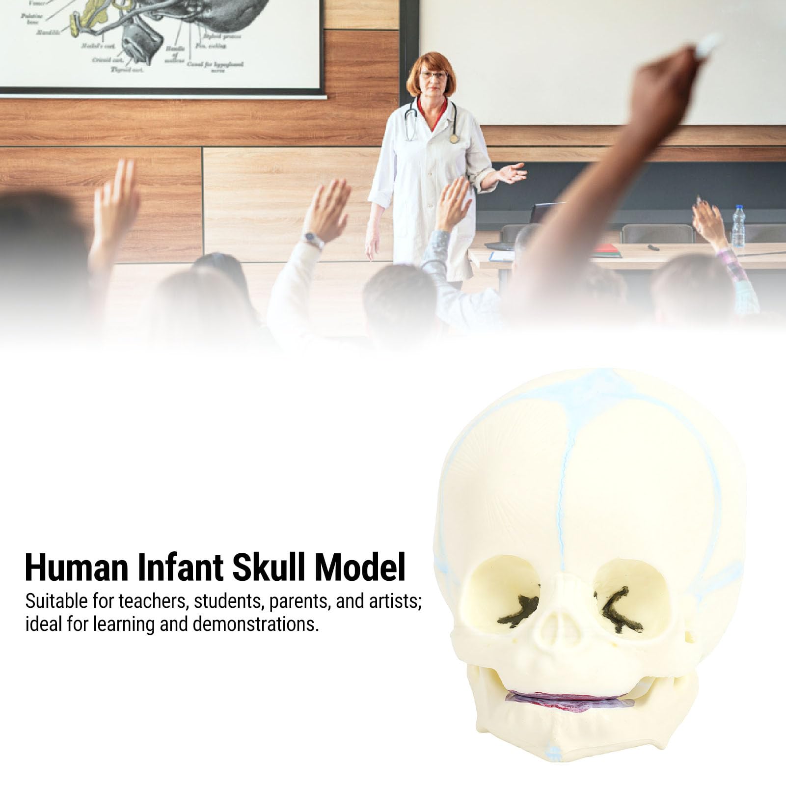 BRRNOO Modèle de Crâne de Nourrisson Humain, Outil Pédagogique D'affichage de Crâne D'anatomie Fœtale Grandeur Nature pour étudiants en Médecine, éducateurs, Artistes, Matériau en PVC