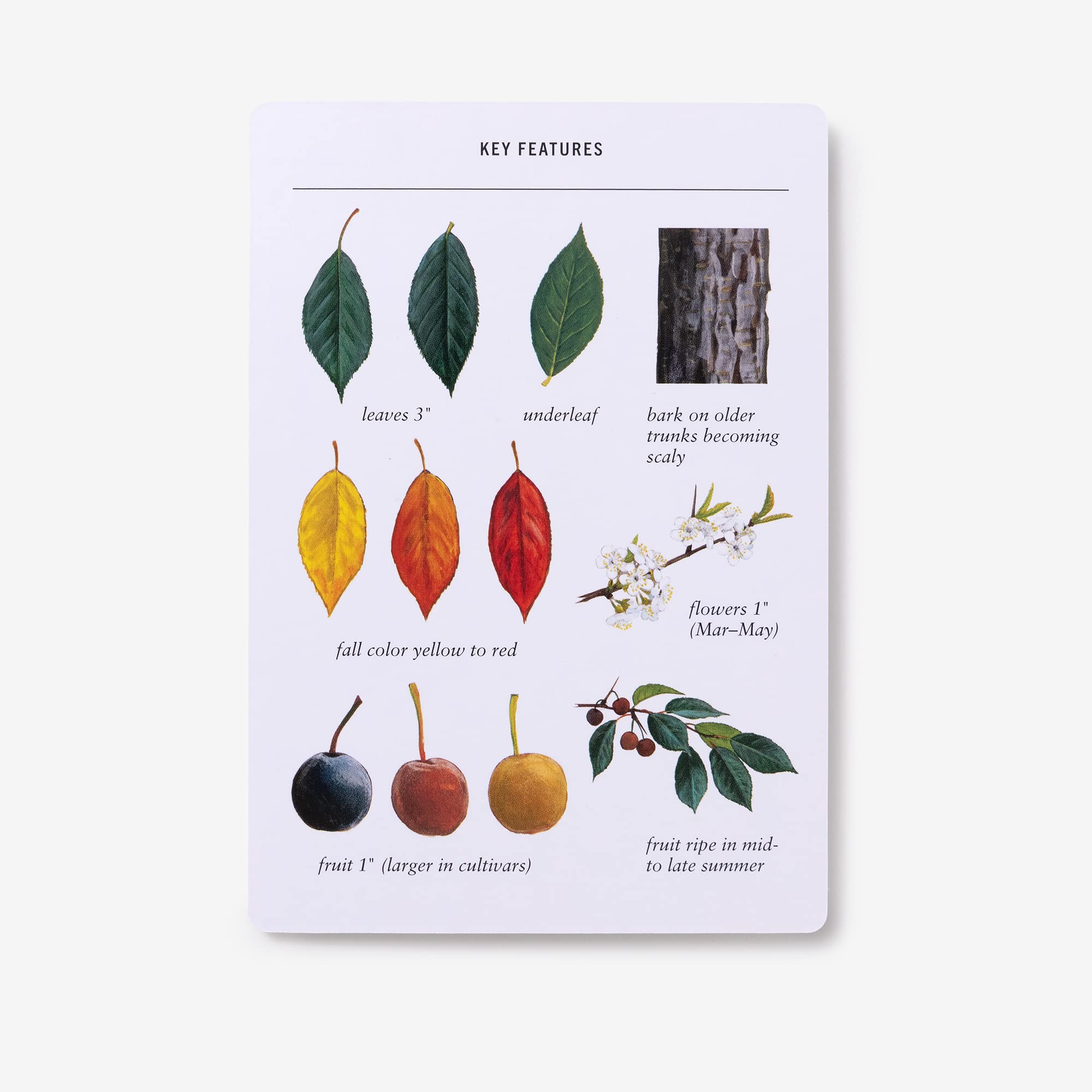 Sibley Tree Identification Flashcards: 100 Trees of North America