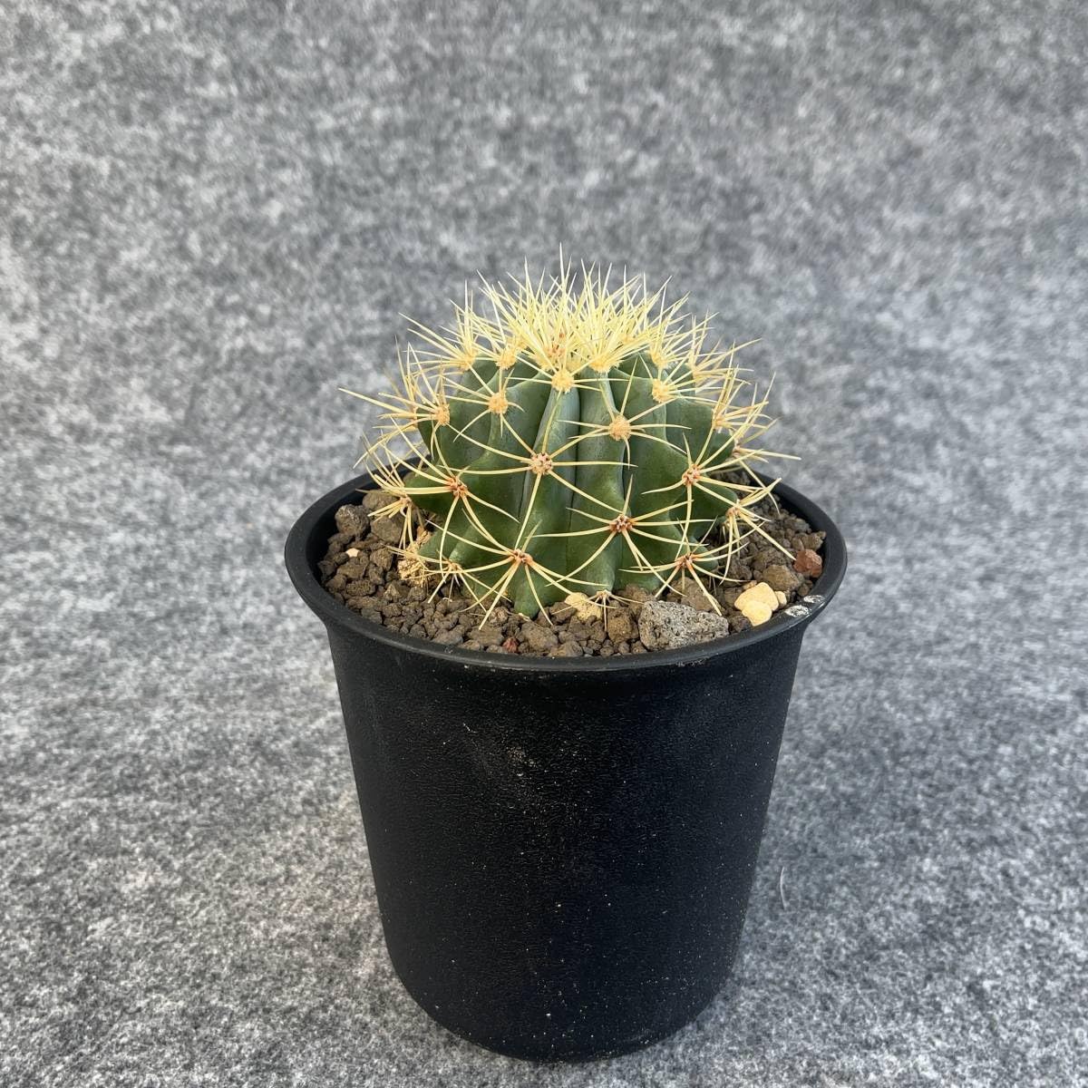 Amazon.co.jp: 鉢ごと発送サボテン 王冠竜(おうかんりゅう) Ferocactus