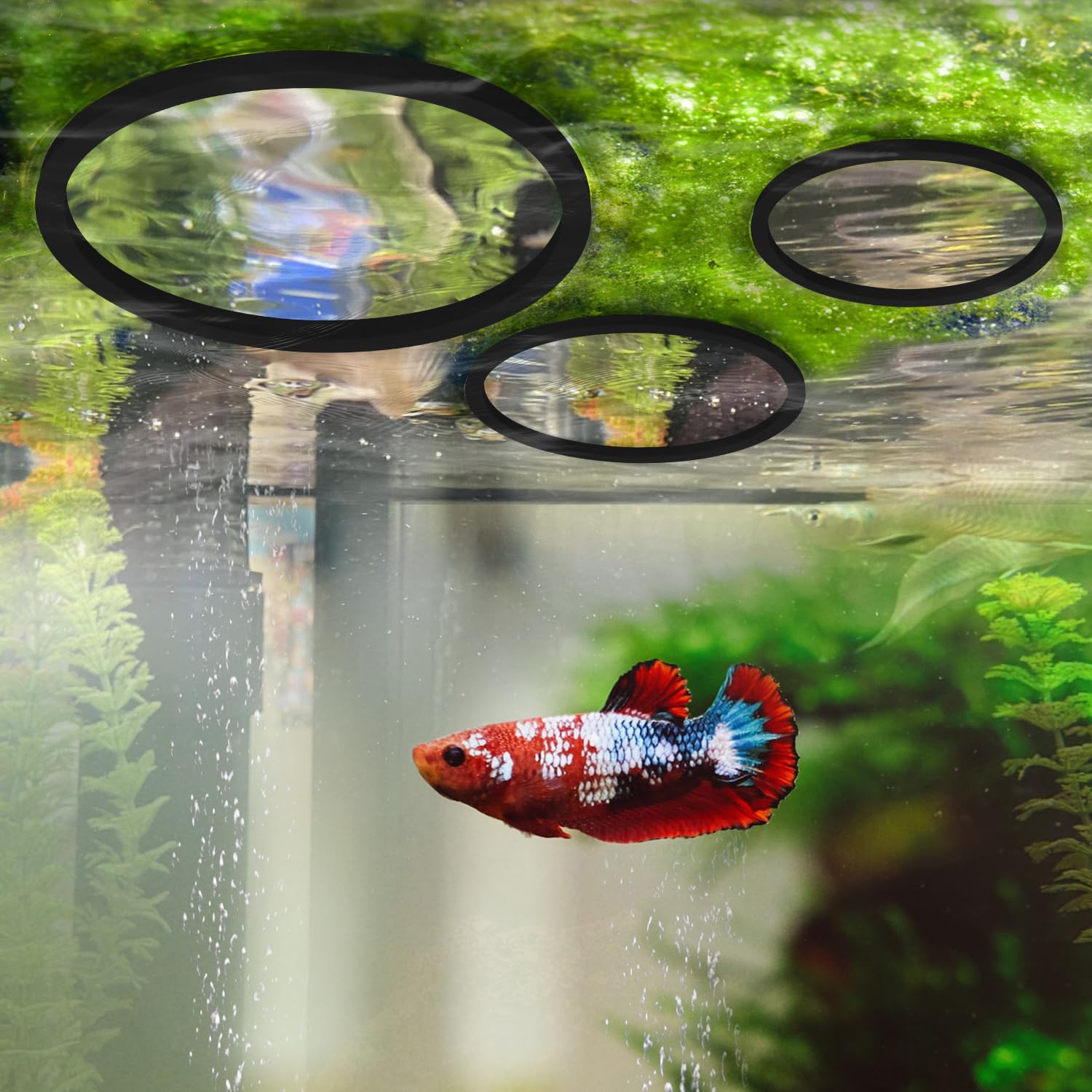 XIHIRCD 5pcs Aquarium Floating Plant Rings - Image 4