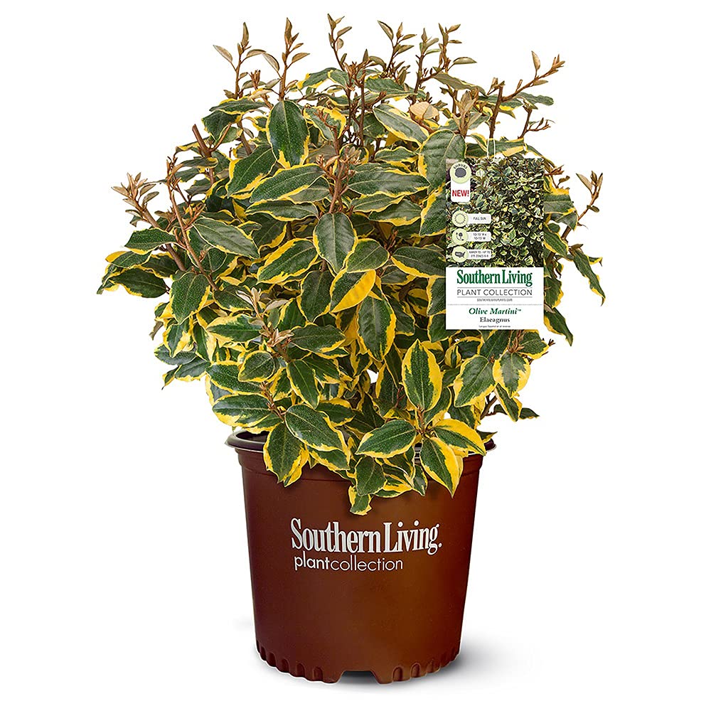 Southern Living Olive Martini Elaeagnus, 2 Gal, Vibrant Yellow-Edged Green Foliage
